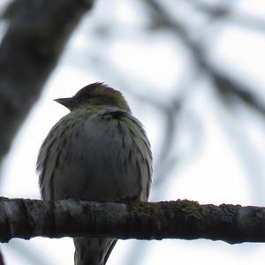 Eurasian Siskin