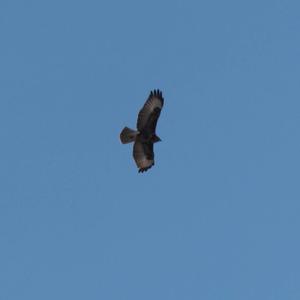 Common Buzzard