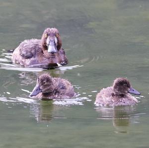 Tufted Duck