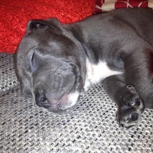 American Staffordshire Terrier