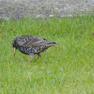 Common Starling