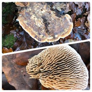 Thick-maze Oak polypore