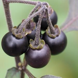 Black Nightshade