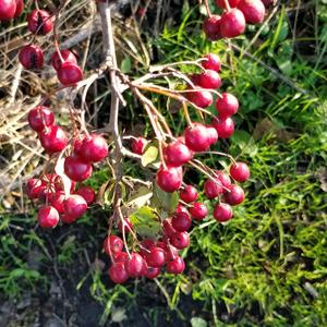 Hawthorn (Common)