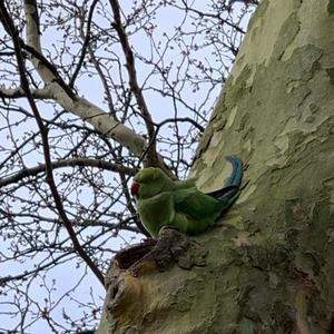 Alexandrine Parakeet