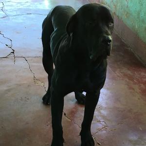 Fila Brasileiro