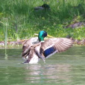 Mallard