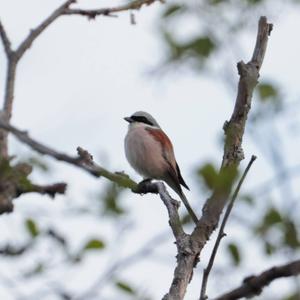 Red-backed Shrike