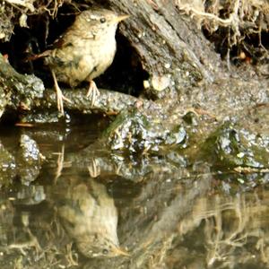 Winter Wren