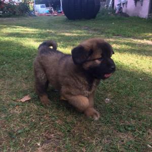 Caucasian Shepherd Dog