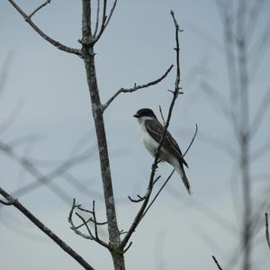 Eastern Kingbird