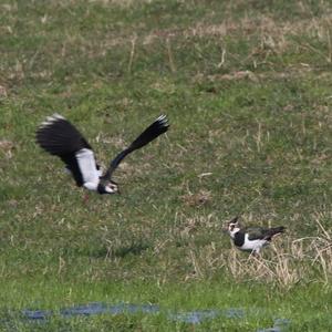 Northern Lapwing