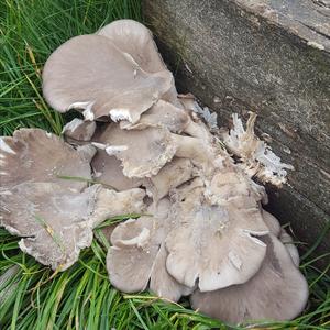 Oyster Mushroom