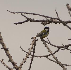 Great Tit