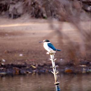 Collared Kingfisher