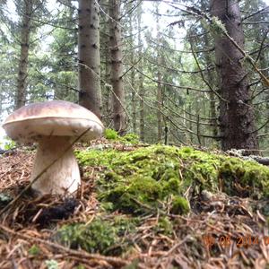 King Bolete