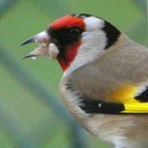 European Goldfinch