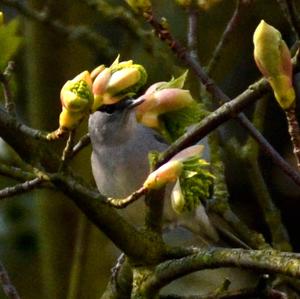 Blackcap