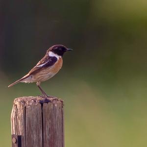 European stonechat