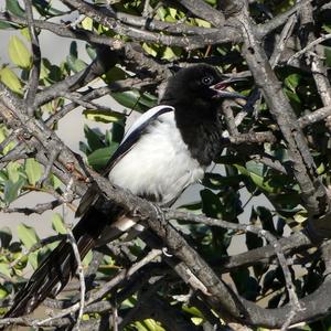 Black-billed Magpie