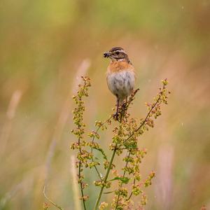 Whinchat