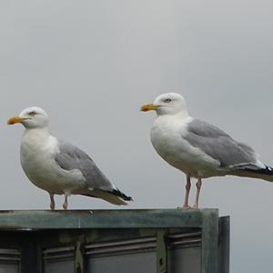 Herring Gull