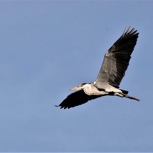 Grey Heron