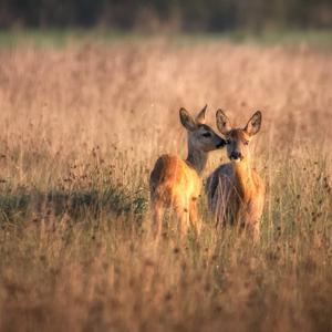 European Roe Deer