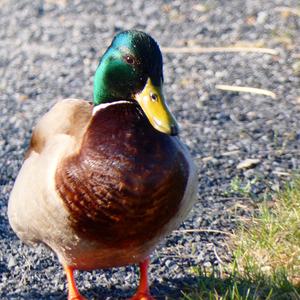 Mallard