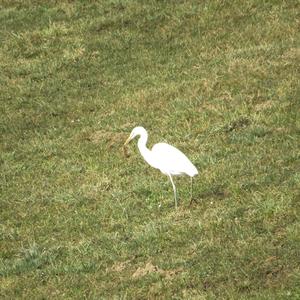 Great Egret