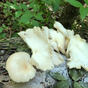Oyster Mushroom