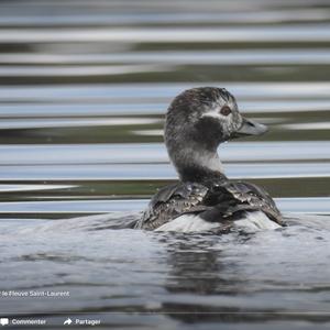 Long-tailed Duck