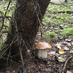 Summer Bolete