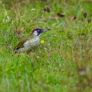 Eurasian Green Woodpecker