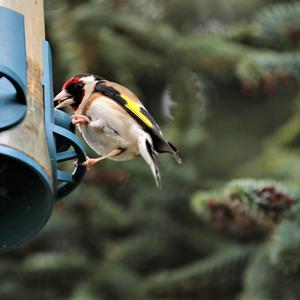 European Goldfinch