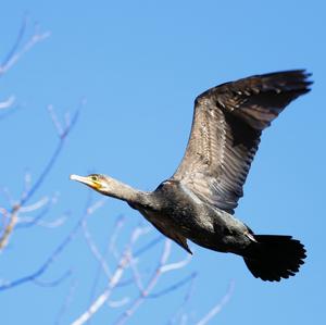 Great Cormorant