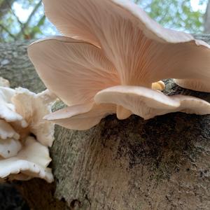 Trumpet Oyster Mushroom