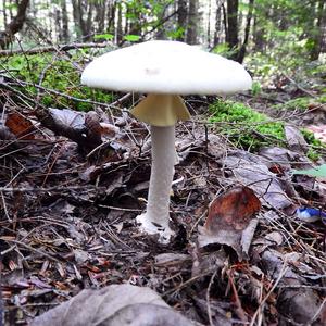 Destroying Angel