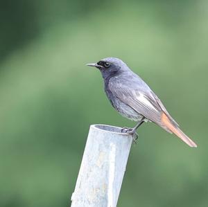 Black Redstart