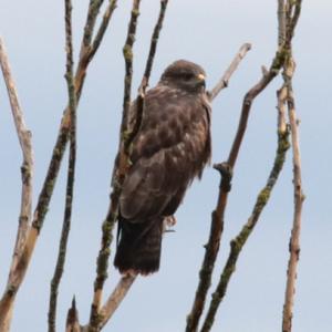 Common Buzzard