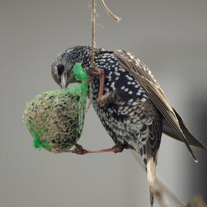 Common Starling