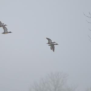 Common Teal