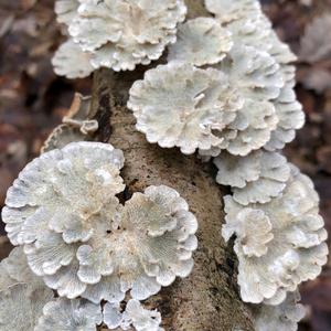 Crimped Gill