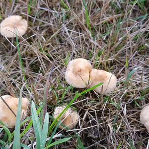 Fairy Ring Mushroom