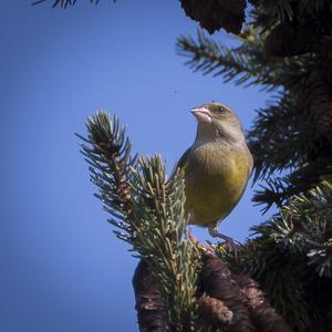 European Greenfinch