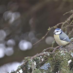 Blue Tit