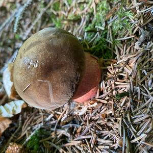 Dotted-stem Bolete