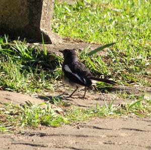 Oriental Magpie-robin