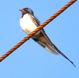 Barn Swallow