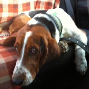 Unknown Breed